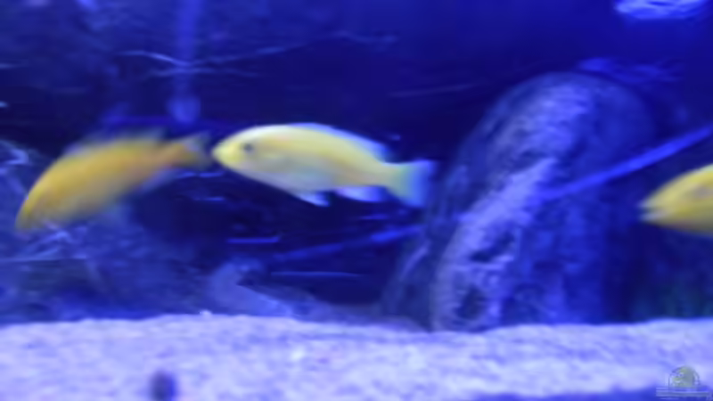 Besatz im Aquarium Becken 2 von Rolf D (5)