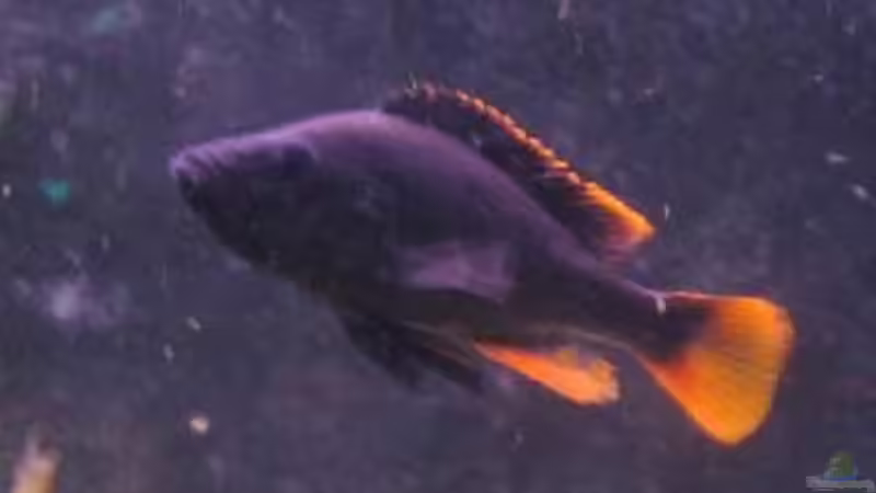 Besatz im Aquarium Becken 200 von Katrin Bärwald (9)