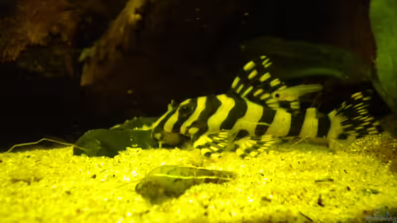 Besatz im Aquarium Becken 20010 von Marci (17)