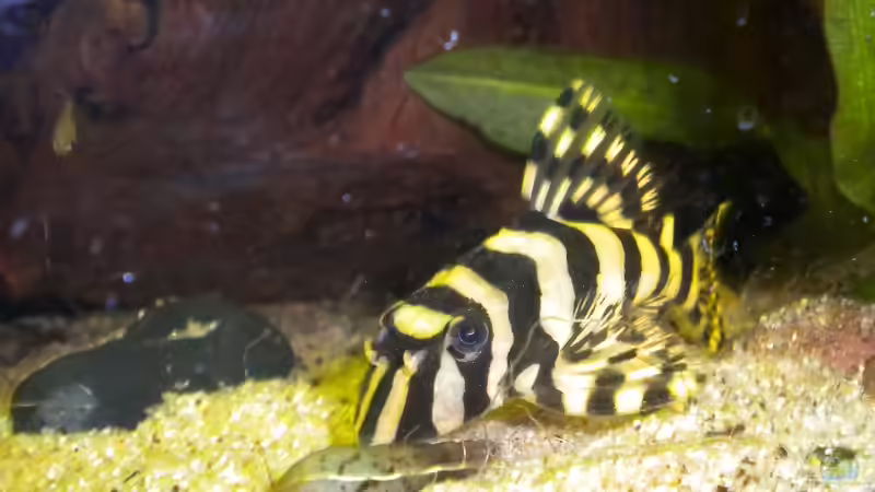 Besatz im Aquarium Becken 20010 von Marci (18)