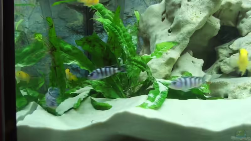 Besatz im Aquarium Becken 2007 von Thomas Berling (12)