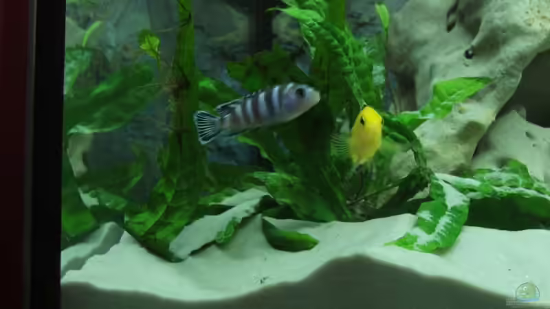 Besatz im Aquarium Becken 2007 von Thomas Berling (14)