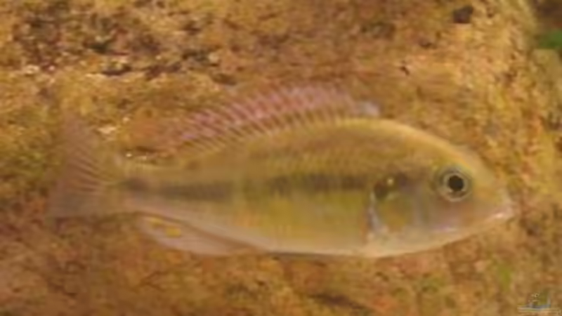 Besatz im Aquarium Becken 201 von Katrin Bärwald (10)