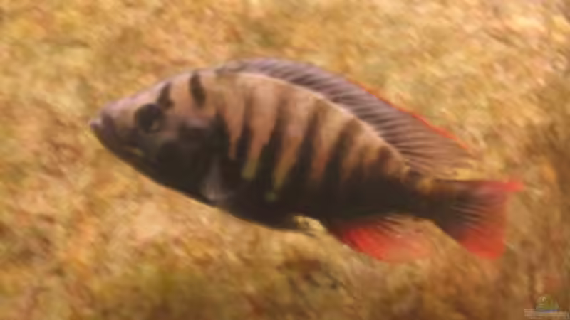 Besatz im Aquarium Becken 201 von Katrin Bärwald (11)