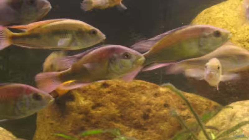 Besatz im Aquarium Becken 201 von Katrin Bärwald (12)