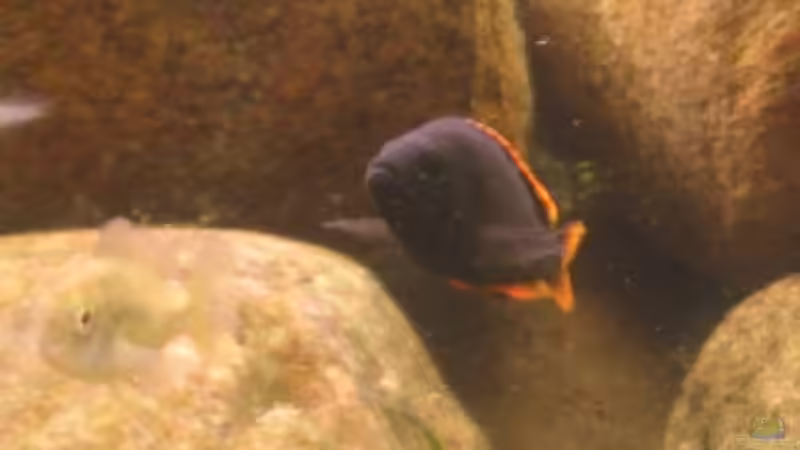 Besatz im Aquarium Becken 201 von Katrin Bärwald (13)