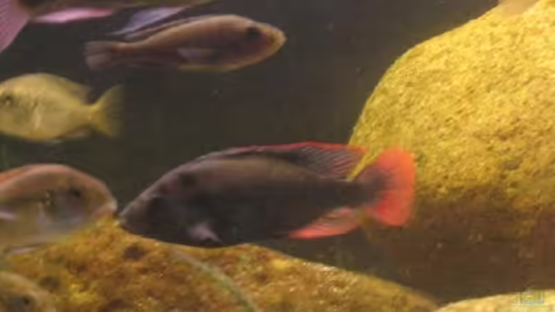 Besatz im Aquarium Becken 201 von Katrin Bärwald (14)