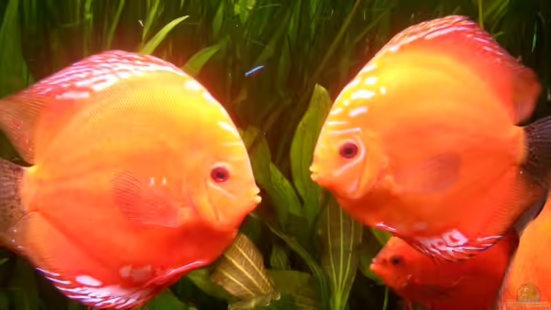 Besatz im Aquarium Becken 2016 von Frank Bühler-Zeller (15)