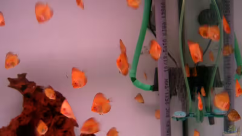 Besatz im Aquarium Becken 2016 von Frank Bühler-Zeller (16)