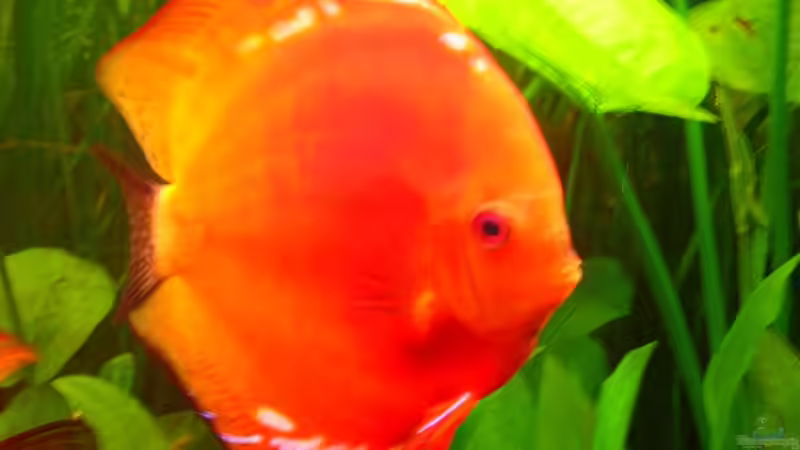 Besatz im Aquarium Becken 2016 von Frank Bühler-Zeller (17)