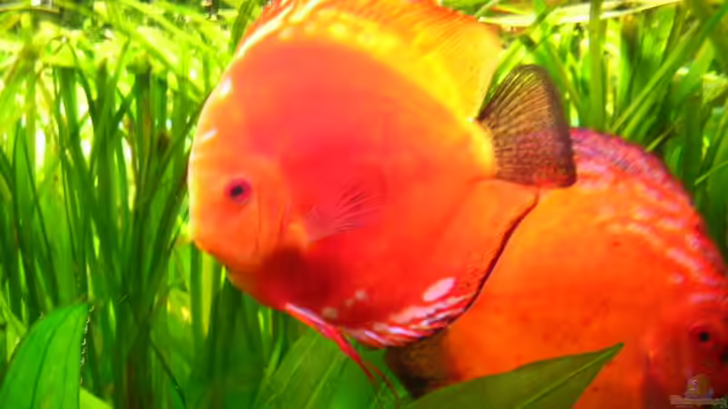 Besatz im Aquarium Becken 2016 von Frank Bühler-Zeller (18)