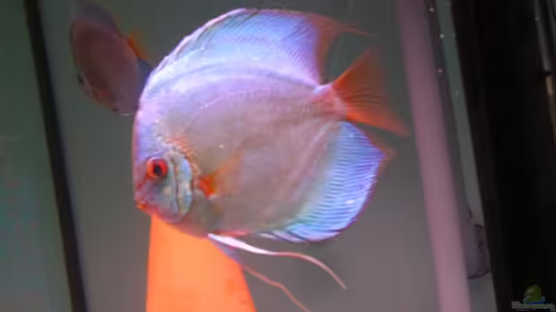 Besatz im Aquarium Becken 2016 von Frank Bühler-Zeller (19)