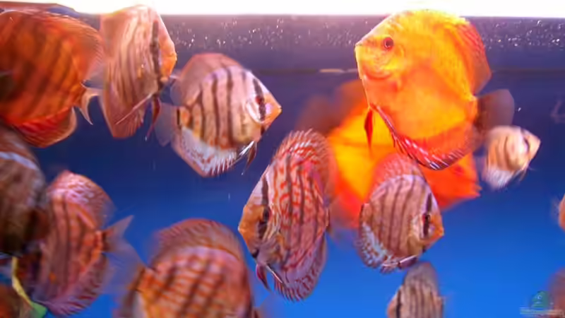 Besatz im Aquarium Becken 2016 von Frank Bühler-Zeller (20)