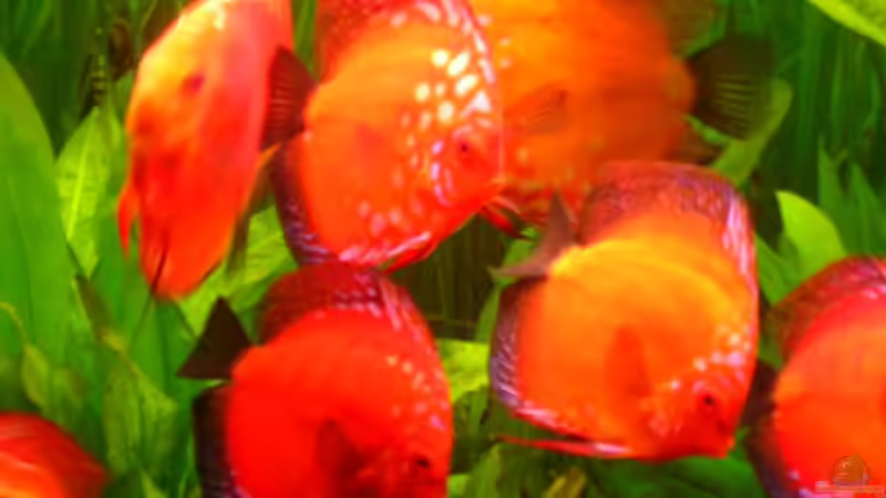 Besatz im Aquarium Becken 2016 von Frank Bühler-Zeller (21)