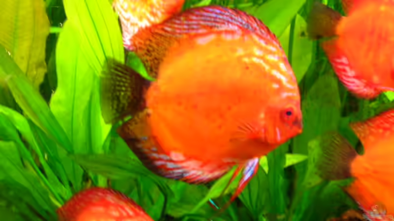 Besatz im Aquarium Becken 2016 von Frank Bühler-Zeller (23)