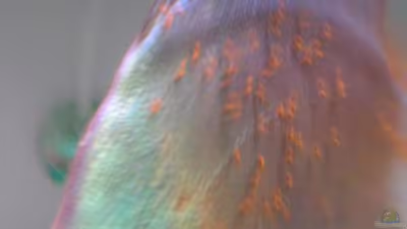 Besatz im Aquarium Becken 2016 von Frank Bühler-Zeller (24)