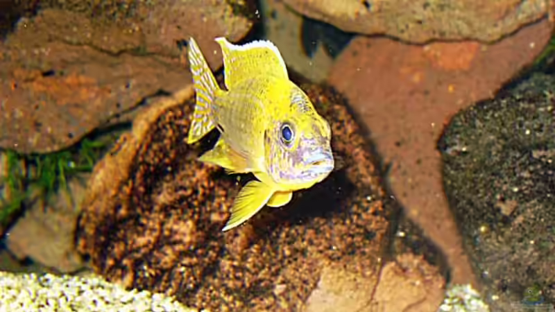 Besatz im Aquarium Becken 2023 von Thomas Müller (10)