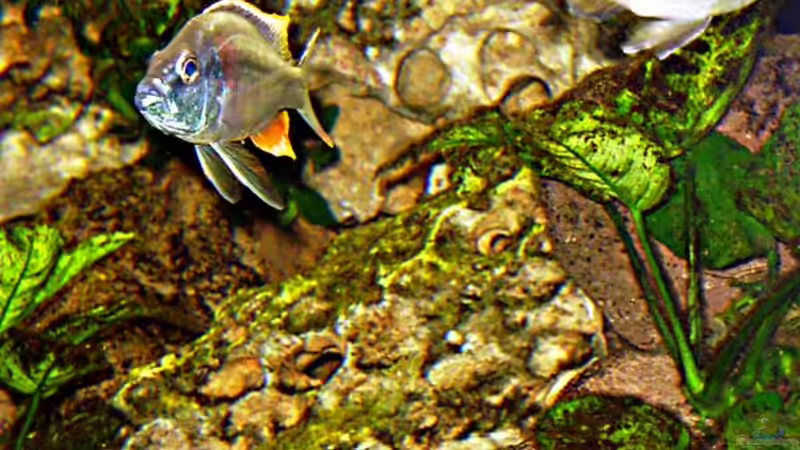 Besatz im Aquarium Becken 2023 von Thomas Müller (11)