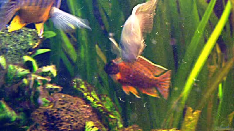 Besatz im Aquarium Becken 2023 von Thomas Müller (14)