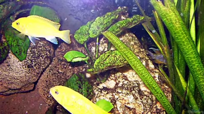 Besatz im Aquarium Becken 2023 von Thomas Müller (8)