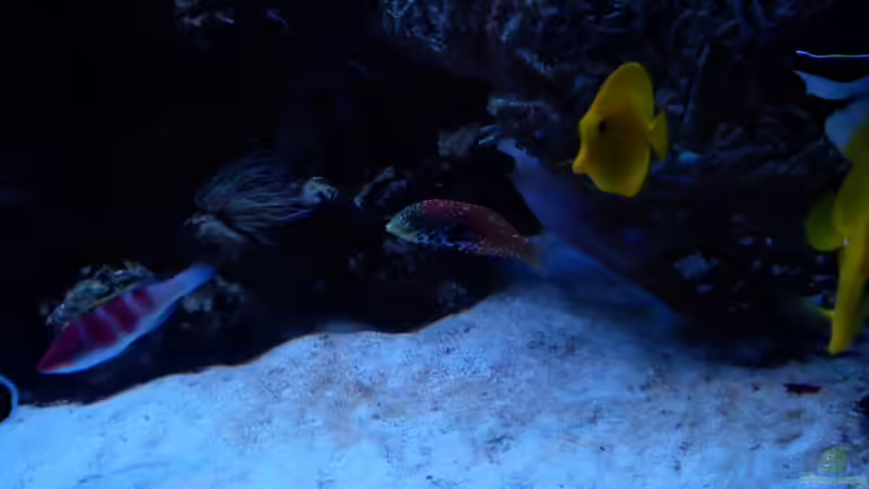 Besatz im Aquarium Becken 20235 von Bluewater (12)