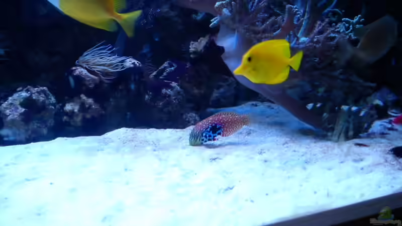 Besatz im Aquarium Becken 20235 von Bluewater (13)