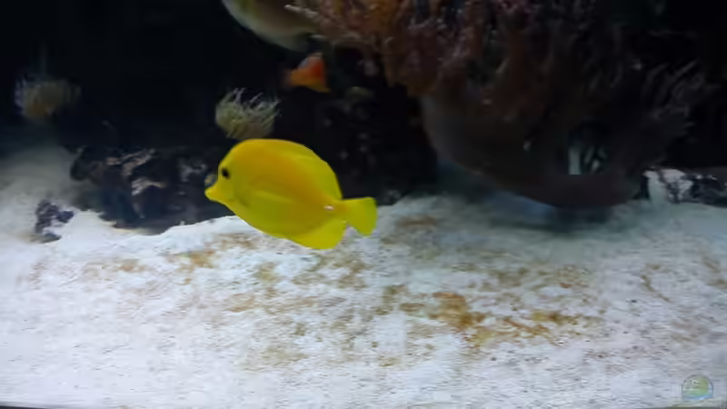 Besatz im Aquarium Becken 20235 von Bluewater (14)