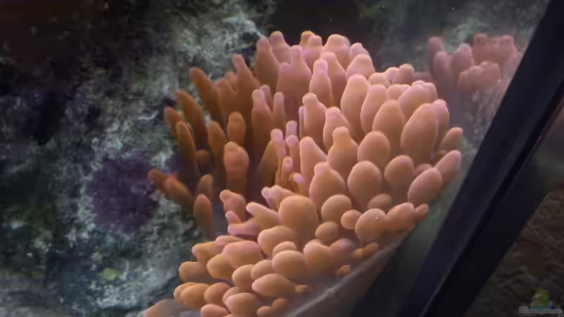 Besatz im Aquarium Becken 20235 von Bluewater (15)