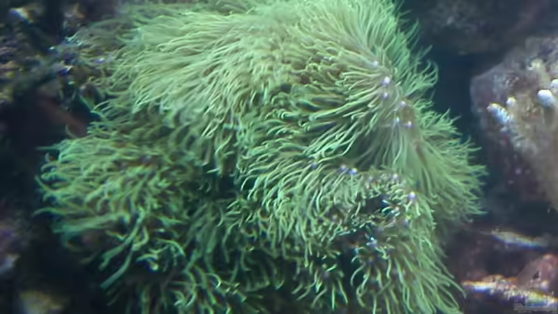 Besatz im Aquarium Becken 20235 von Bluewater (16)