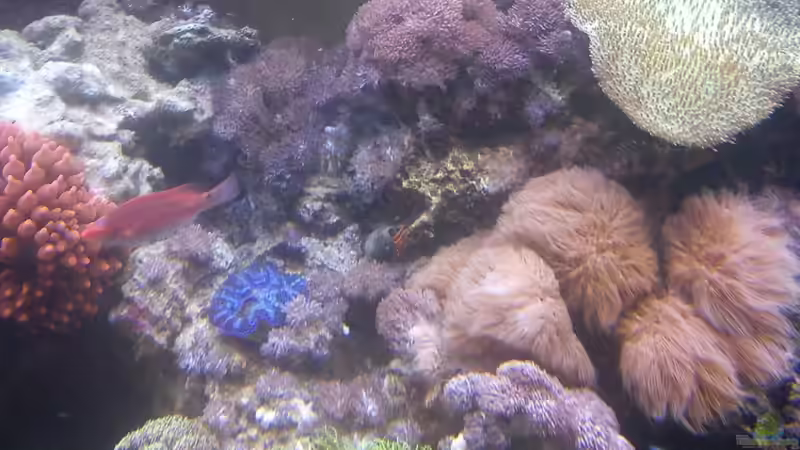 Besatz im Aquarium Becken 20235 von Bluewater (17)