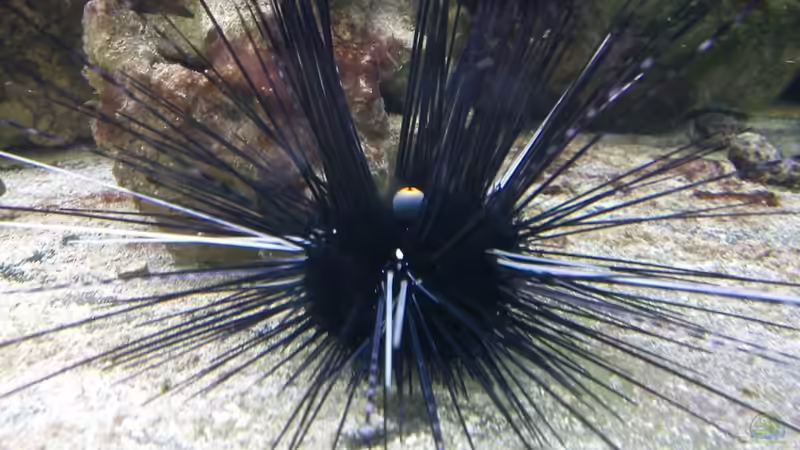 Besatz im Aquarium Becken 20235 von Bluewater (18)