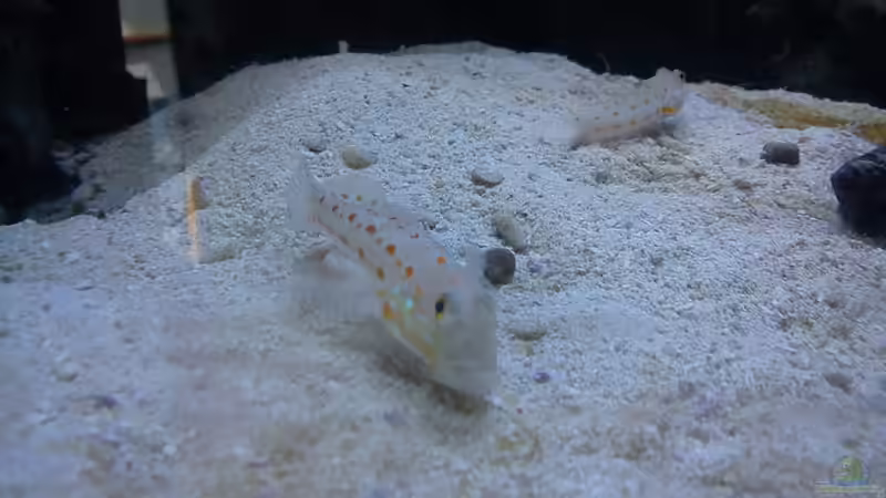 Besatz im Aquarium Becken 20235 von Bluewater (19)