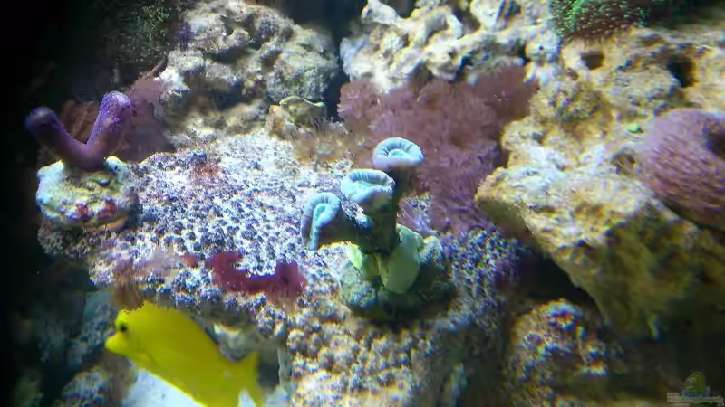 Besatz im Aquarium Becken 20235 von Bluewater (23)