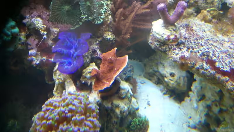 Besatz im Aquarium Becken 20235 von Bluewater (27)