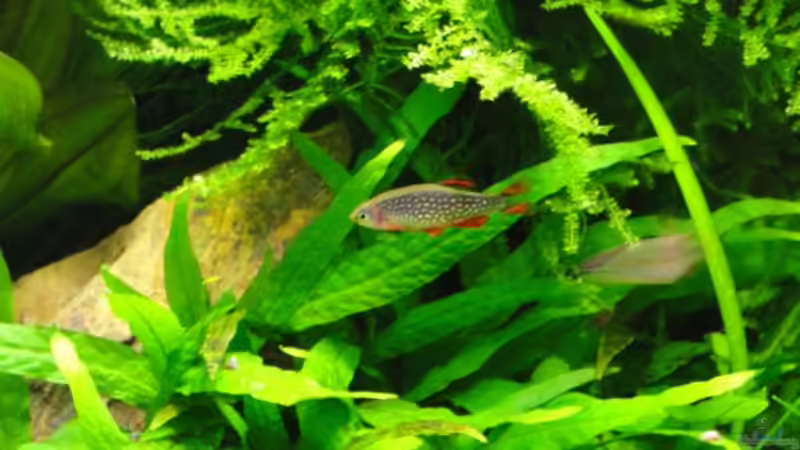 Besatz im Aquarium Becken 20237 von Jasmin (4)