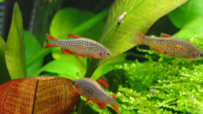 Besatz im Aquarium Becken 20237 von Jasmin (5)