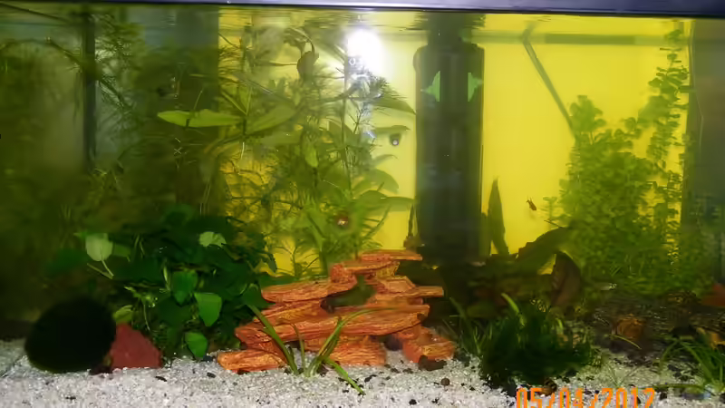 Besatz im Aquarium Becken 20247 von Bienchen1976 (6)