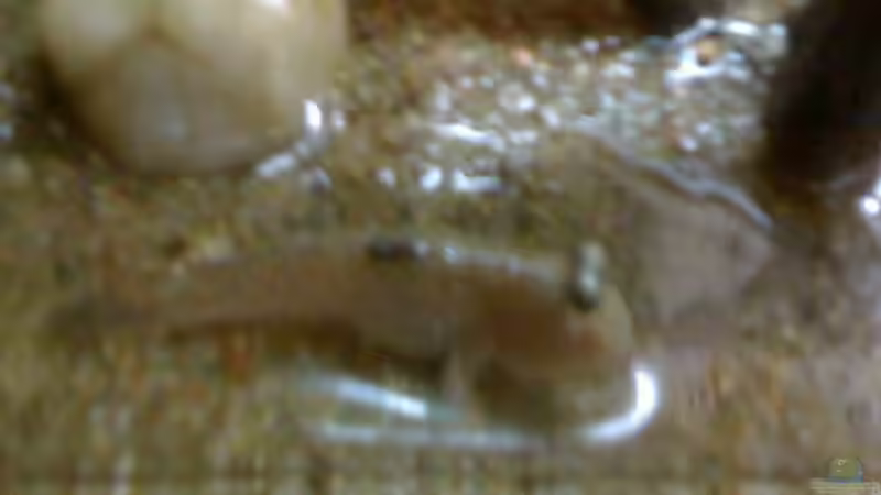 Besatz im Aquarium Becken 20256 von Schlammspringer (5)