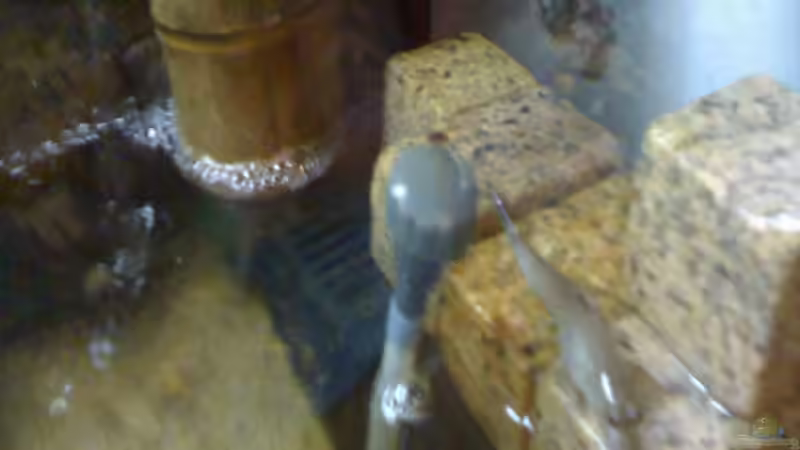 Besatz im Aquarium Becken 20256 von Schlammspringer (6)