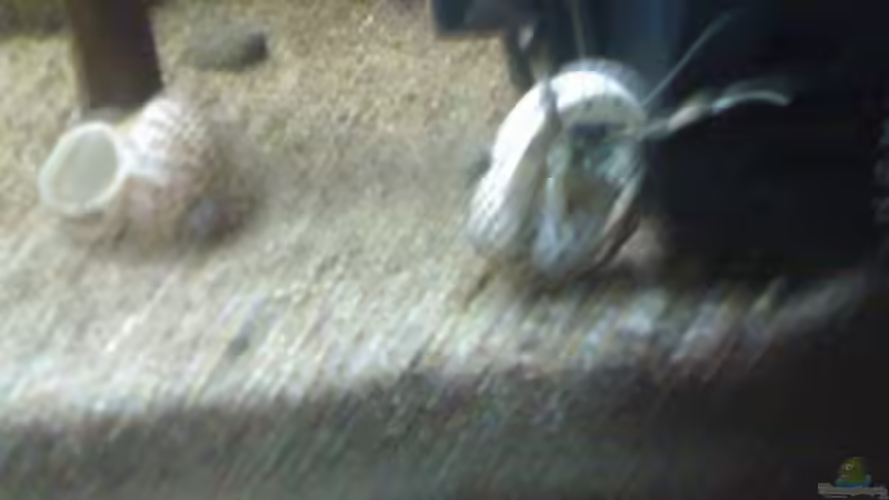 Besatz im Aquarium Becken 20256 von Schlammspringer (7)