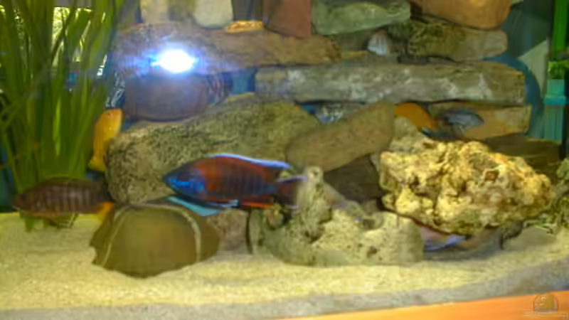 Besatz im Aquarium Becken 2031 von Robert Schlecht (17)