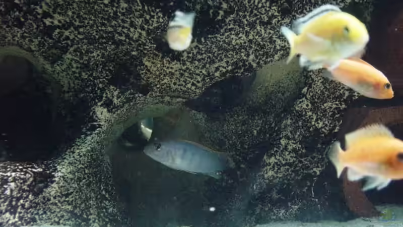 Besatz im Aquarium Becken 2031 von Robert Schlecht (19)