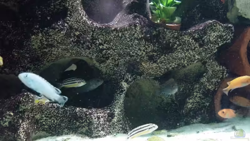 Besatz im Aquarium Becken 2031 von Robert Schlecht (20)