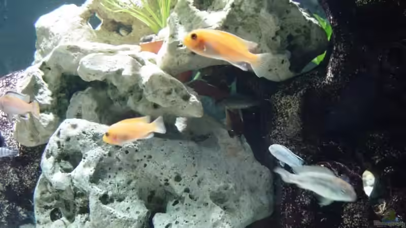 Besatz im Aquarium Becken 2031 von Robert Schlecht (21)