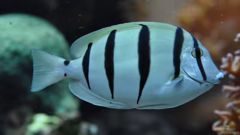 Besatz im Aquarium Becken 20315 von ENM (4)