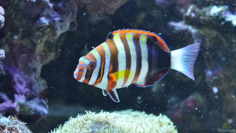 Besatz im Aquarium Becken 20315 von ENM (5)