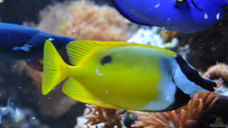 Besatz im Aquarium Becken 20315 von ENM (6)