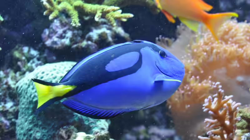 Besatz im Aquarium Becken 20315 von ENM (7)