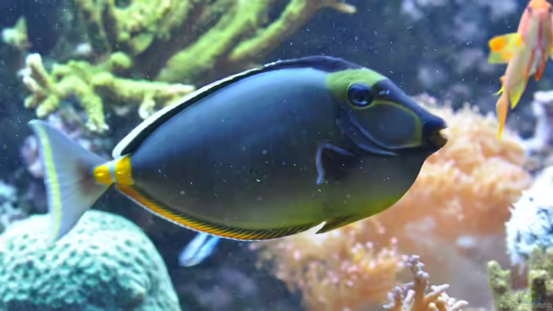 Besatz im Aquarium Becken 20315 von ENM (8)