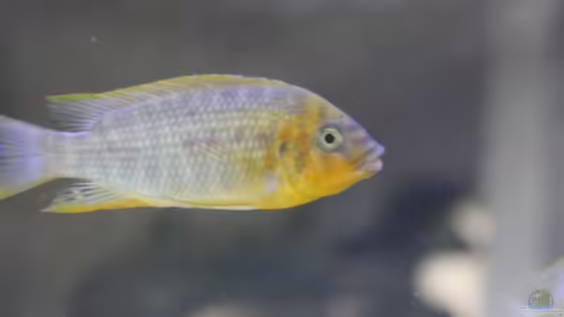 Besatz im Aquarium Becken 20323 von Dynnarts (10)